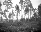 Tallar nära Långsjön, Björklinge socken, Uppland september 1922