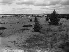 Strand vid Sandhamn, Stockholms skärgård augusti 1927