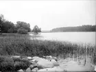 Steningeviken, Husby-Ärlinghundra socken, Uppland september 1924