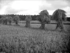 Vid Sätra gård, Sätra, Eds socken, Uppland i oktober 1928