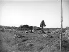 Betesmark med flyttblock i Nässelsta, Vittinge socken, Uppland i oktober 1921