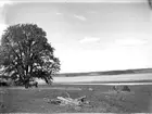 Betande häst vid Ekhamnsviken, Vassunda socken, Uppland 1932