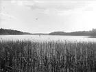 Sjön Trehörningen, vid Marielund, Funbo socken, Uppland juni 1934