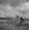 Övning med luftvärnskulspruta i eldställning från granbuskage. En soldat vid kulspruta under 'Skånemanövern' 1939.