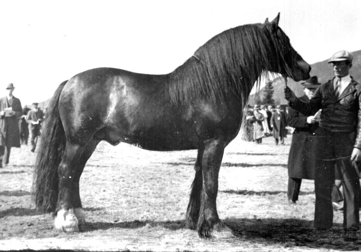 Hest. Hingsteutstilling på Stampesletta. "Ålbu", repro.