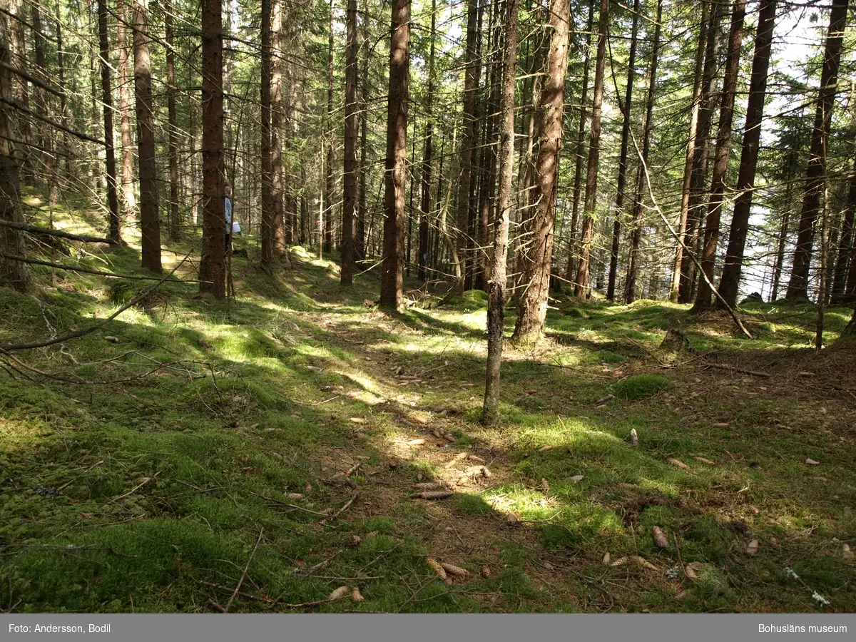 En stycke av den s.k. Skojarvägen. Så kallades vägen/stigen som gick mellan landsvägen och Grandalen. Mellan träden skymtar Stenstjärnet. Foto:Bodil Andersson, Östfoldmuseene/Halden historiske samlinger.