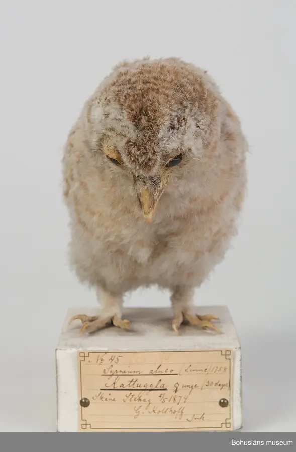 Unge i nästdräkt (20 dagar gammal hona). Stehag, Skåne 5/5 1874. Inköpt av Gustaf Kolthoff.

Ur handskrivna katalogen 1957-1958:
Kattuggla
Deponerad i Uddevalla läroverk [åter på 2000-talet]. Skåne