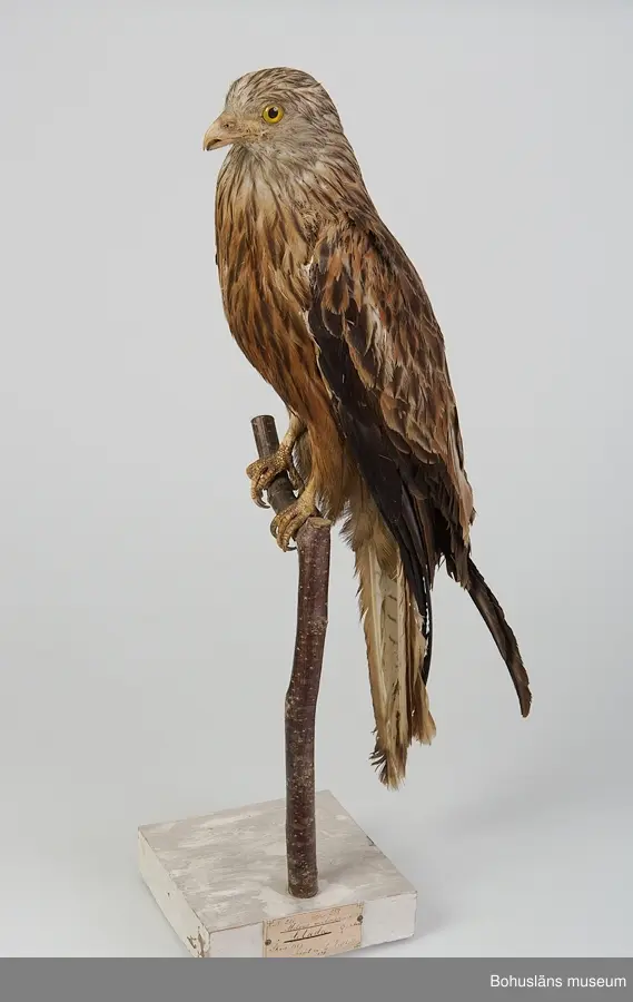 Gammal hona. Skåne 1867. Inköpt av Gustaf Kolthoff 1874.

Ur handskrivna katalogen 1957-1958:
Glada