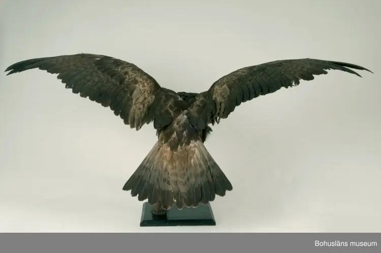 Gammal fågel. Årjäng 1931. Skänkt av A. M. von Proschwitz.

Ur handskrivna katalogen 1957-1958:
Kungsörn

Fågeln mäter 175 cm mellan vingspetsarna.

För uppgifter om givaren, se UM002249.
Se Bilagepärmen UM002249 med artikel ur Bohusläningen 19/6 1931:
Värdefullt nyförvärv till Uddevalla museum. Donation av häradshövding A. M. von Proschwitz, Årjäng.