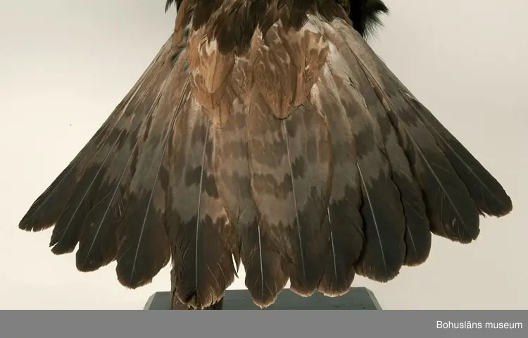 Gammal fågel. Årjäng 1931. Skänkt av A. M. von Proschwitz.

Ur handskrivna katalogen 1957-1958:
Kungsörn

Fågeln mäter 175 cm mellan vingspetsarna.

För uppgifter om givaren, se UM002249.
Se Bilagepärmen UM002249 med artikel ur Bohusläningen 19/6 1931:
Värdefullt nyförvärv till Uddevalla museum. Donation av häradshövding A. M. von Proschwitz, Årjäng.