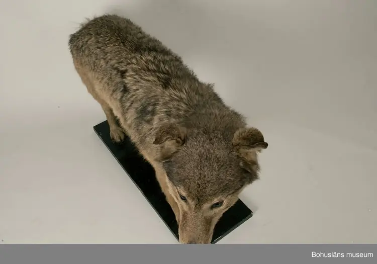 Monterad varg, placerad på en svartmålad träplatta.

Text ur Knut Adrian Anderssons katalog  VII 1907:
Varg. Canis lupus. Linné 1758.
Gammal hane. Lappland ink. sept. 1905 för 75 kr. Vinterdr.
av konservator G. Kolthoff 125 kr.

Litteratur: Bohuslän årsbok 1985. Gustaf Kolthoff och Bohuslän, Wilhelm Ängermark, s. 99 - 114.

Lappkatalog:
Varg, gammal hane. Vinterdräkt. Lappland. (1905)