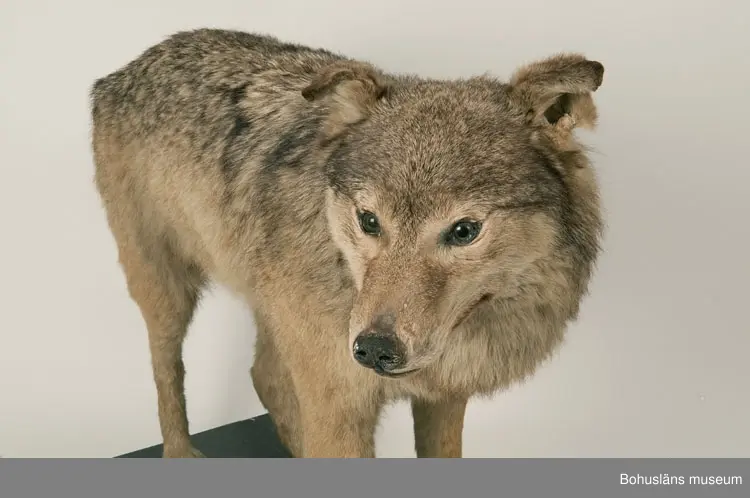 Monterad varg, placerad på en svartmålad träplatta.

Text ur Knut Adrian Anderssons katalog  VII 1907:
Varg. Canis lupus. Linné 1758.
Gammal hane. Lappland ink. sept. 1905 för 75 kr. Vinterdr.
av konservator G. Kolthoff 125 kr.

Litteratur: Bohuslän årsbok 1985. Gustaf Kolthoff och Bohuslän, Wilhelm Ängermark, s. 99 - 114.

Lappkatalog:
Varg, gammal hane. Vinterdräkt. Lappland. (1905)