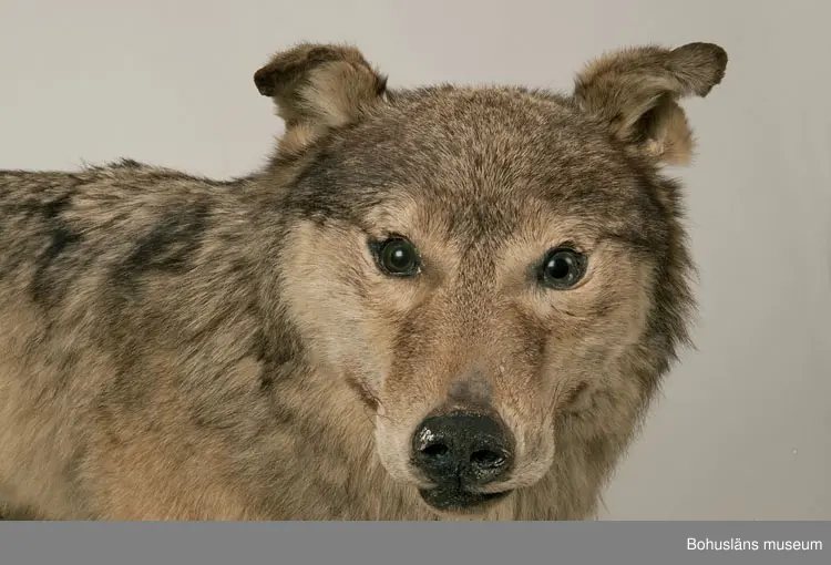 Monterad varg, placerad på en svartmålad träplatta.

Text ur Knut Adrian Anderssons katalog  VII 1907:
Varg. Canis lupus. Linné 1758.
Gammal hane. Lappland ink. sept. 1905 för 75 kr. Vinterdr.
av konservator G. Kolthoff 125 kr.

Litteratur: Bohuslän årsbok 1985. Gustaf Kolthoff och Bohuslän, Wilhelm Ängermark, s. 99 - 114.

Lappkatalog:
Varg, gammal hane. Vinterdräkt. Lappland. (1905)