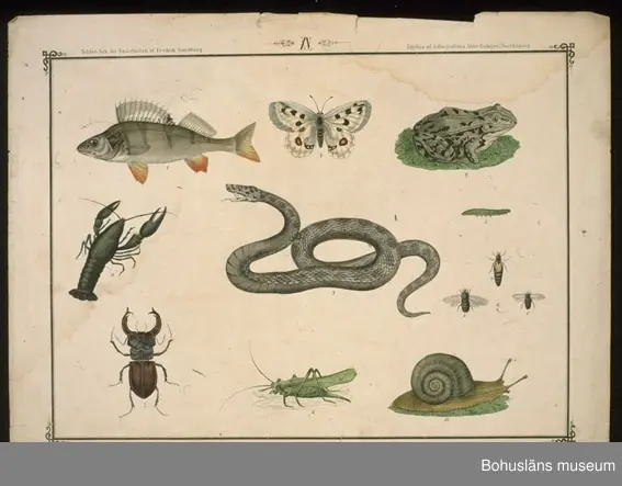 Ur handskrivna katalogen 1957-1958:
Ark för Små-Skolan
14 st. Gåva av Fredrik Sandberg.