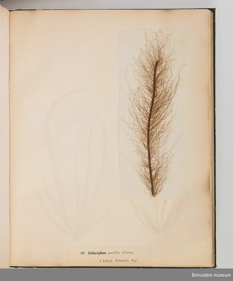 Bokverk med pressade alger. Den inbundna samlingen består av 100 alger insamlade i vattnen den bohuslänska kusten. Samtliga är försedda med vetenskapliga namn, vilken månad under året de samlats in och är numrerade 1-100.  
Försättsblad med texten "Typ-Samling af Skandinaviens Alger innehållande 100 arter utgifven af Sophia Åkermark, Götheborg. Tryckt, hos C. Petersen 1870". 
På främre pärmens insida klisteretikett: "L W Levin. Bokbindare, Uppsala Swedsgränd No 12".