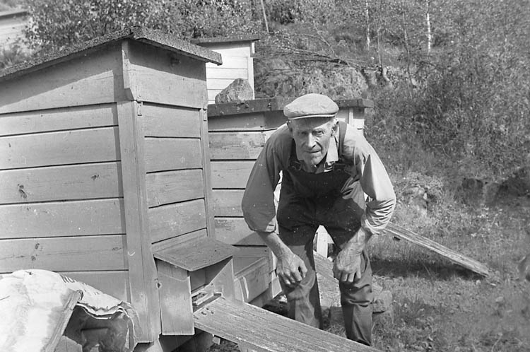 Enligt fotografens notering: "John Johansson, biodlare, Immestad, Brastad".