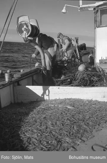 Räkfiske på SD 258 FALKEN, från Strömstad