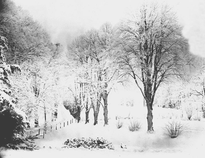 Enligt fotografens noteringar. "Alléen sedd från barnkammaren".
Plats: Kasen
Datum: 6 januari 1895
Tid: Kl 12. 15 e.m
Ljus: Solsken, svagt
Bländare: No 2
Objektiv: Svenska Express
Exponering: 1 minut
Framkallning: Hydrochinon, Eikonogen
Anmärkningar:
"För kallt framkallningsbad, därför matt."