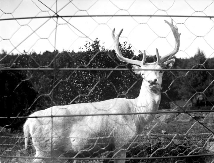 Enligt fotografens noteringar: "Kanadisk dofhjort ." 
Plats: Slottsskogen
Datum: 6 September 1896
Tid: Kl 2.15 e.m.
Ljus: Solsken
Bländare: No 2
Objektiv: Svenska Express
Exponering: Hastighet No: 2 1/2
Framkallning: Hydroechinon, Eikonogen
Anmärkningar: "Fläck ty kopiepappret fastnade och måste bortkapas."