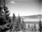 Granskog i förgrunden, därbortom åkrar, fält och berg. Gården Kalsås vid skogskanten, gården där John Johannes Calråhs växte upp.