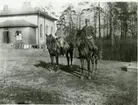 Remontridning, från C. A. Strandmans tid vid Livskvadronen, Livgardet till häst K 1, år 1915.