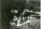 Avkoppling i gröngräset, hästarna betar, från C. A. Strandmans tid vid Livskvadronen, Livgardet till häst K 1, år 1915.