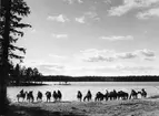 2:a jägarskvadronen KFÖ Strömsholm med hästar vid sjöstrand år 1964.