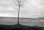 Ett litet kalt träd står på stranden vid sjön.