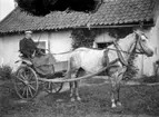 Kusk Anton Lindblom (1887-1973) vid föräldrahemmet i Hasselbo, Hacksta säteri, Enköpings-Näs socken, Uppland