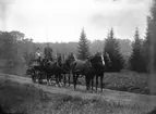 Två kvinnor och en kusk på hästekipage, fyrspann, oidentifierad, ev. 14 oktober 1909