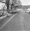 Trädgren sågas bort utanför Kroatorpet på Grännavägen i Huskvarna.1960-tal.