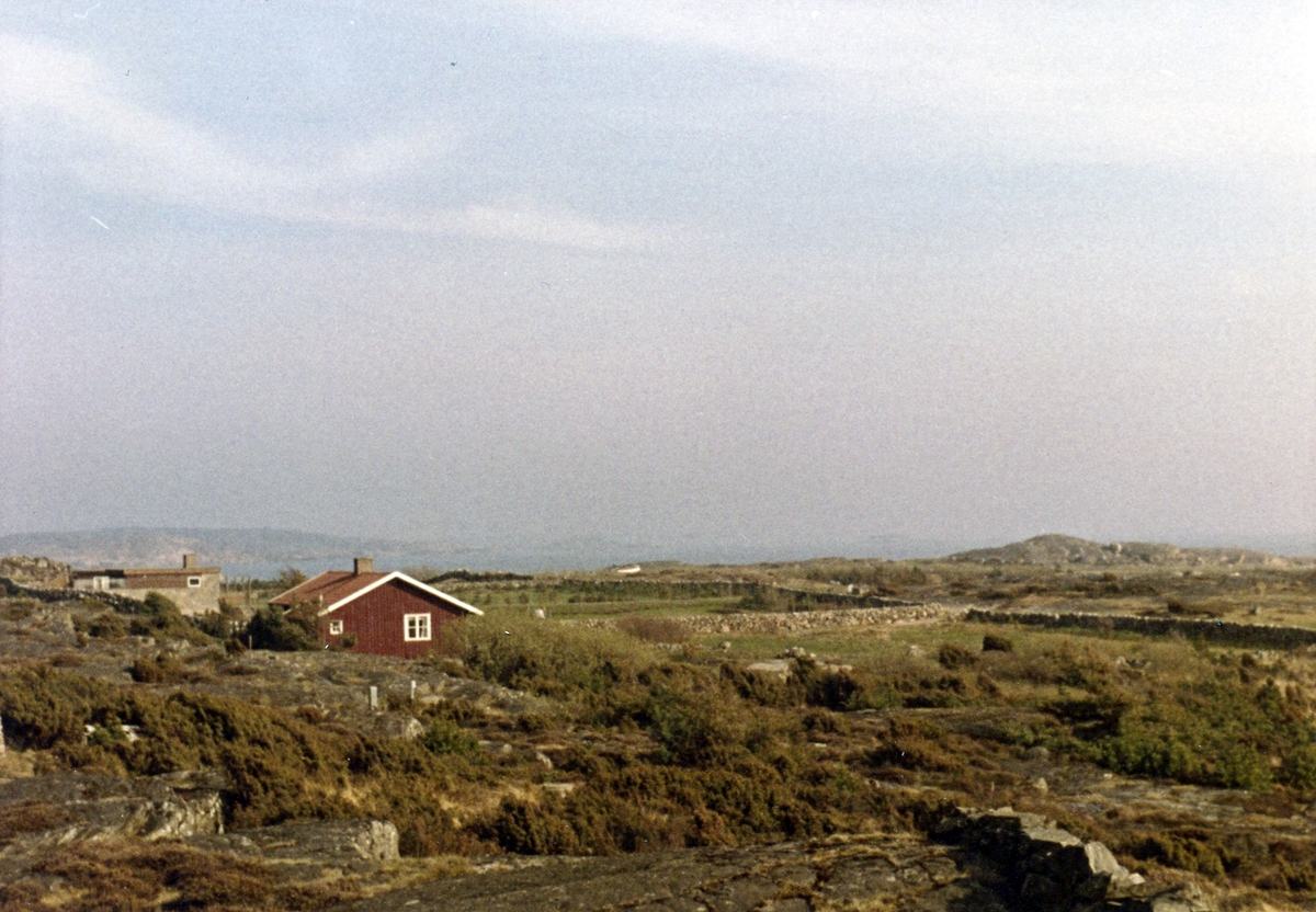 Bua