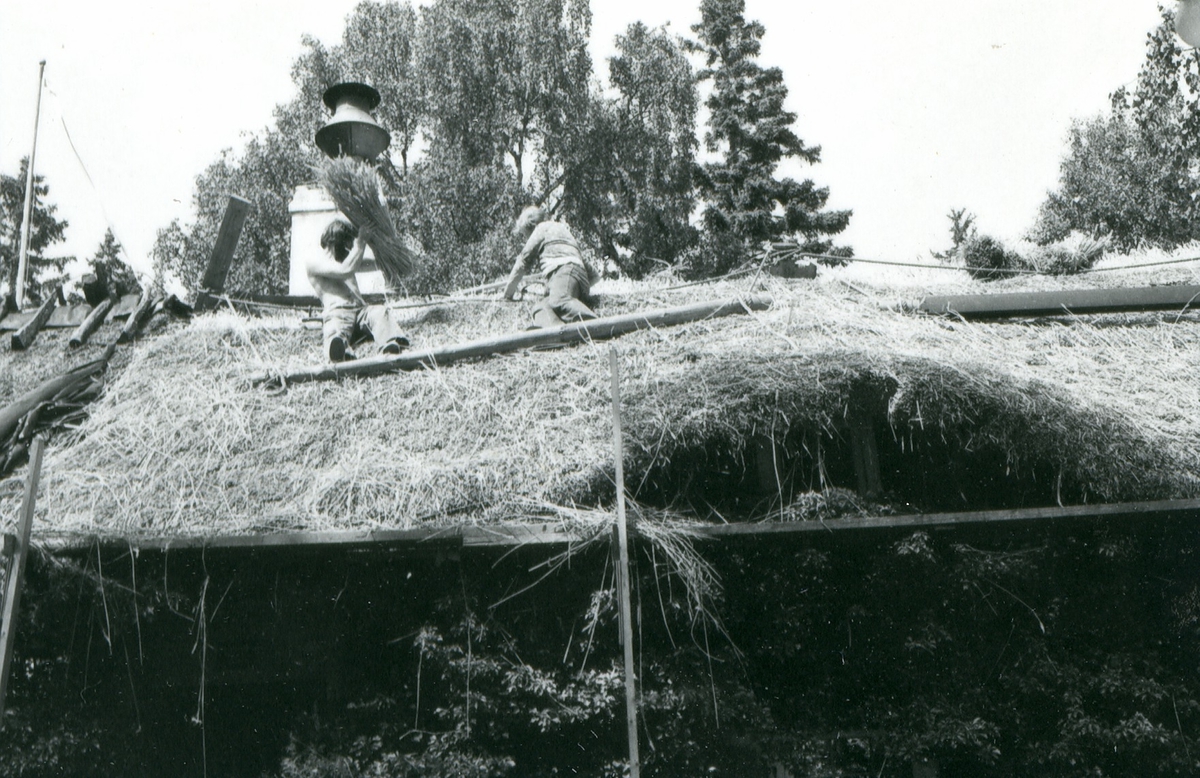 Halmtakläggning på manhusbyggnaden från Krafsagården i Olofstorp, Valinge i september 1980.