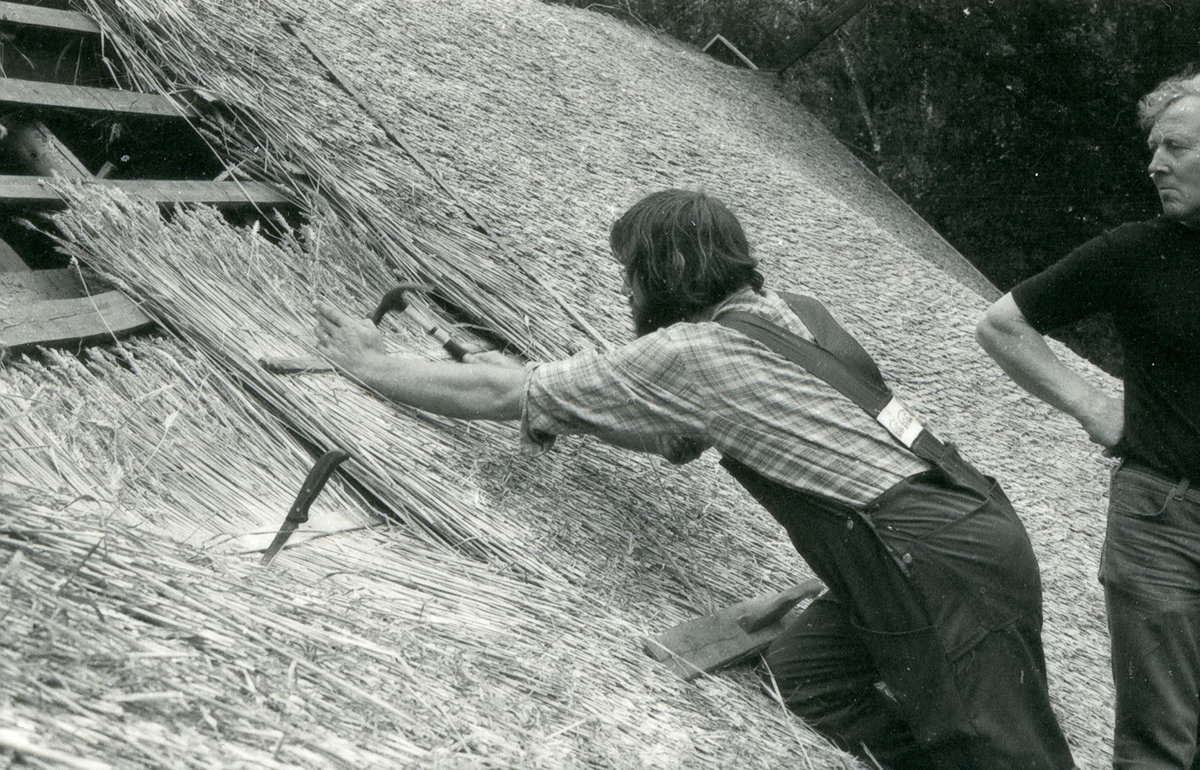 Halmtakläggning på manhusbyggnaden från Krafsagården i Olofstorp, Valinge i september 1980.