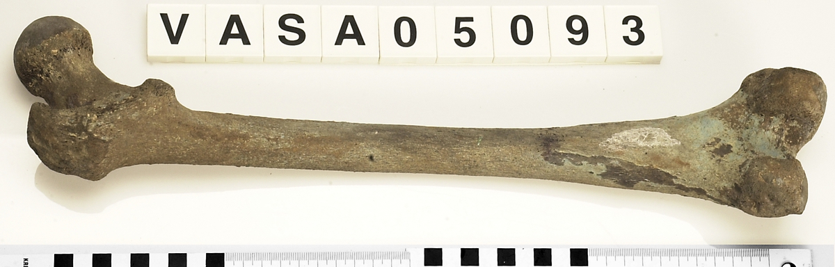 Lårben, vänster. I gott skick.
Femur, sinister.