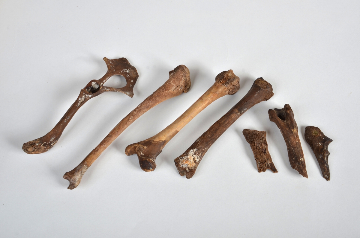 Ben från får/get (Ovis aries/Capra hircus).
1 st. fragment av skulderblad (scapula).
1 st. överarm (humerus).
1 st. strålben (radius).
1 st armbågsben (ulna).
1 st. lårben (femur).
1 st. skenben (tibia).
1 st. del av bäckenben ( del av pelvis).