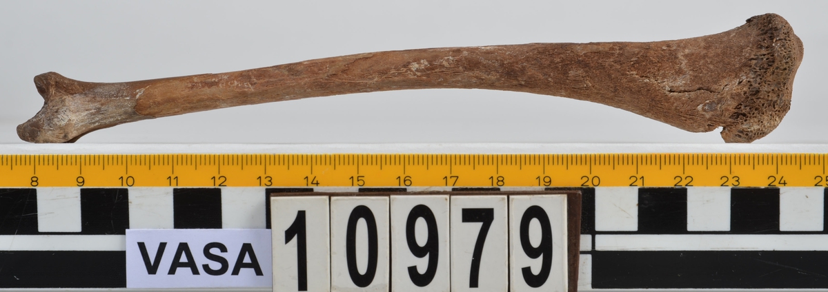 Ben från får/get (Ovis aries/Capra hircus).
1 st. fragment av skulderblad (scapula).
1 st. överarm (humerus).
1 st. strålben (radius).
1 st armbågsben (ulna).
1 st. lårben (femur).
1 st. skenben (tibia).
1 st. del av bäckenben ( del av pelvis).