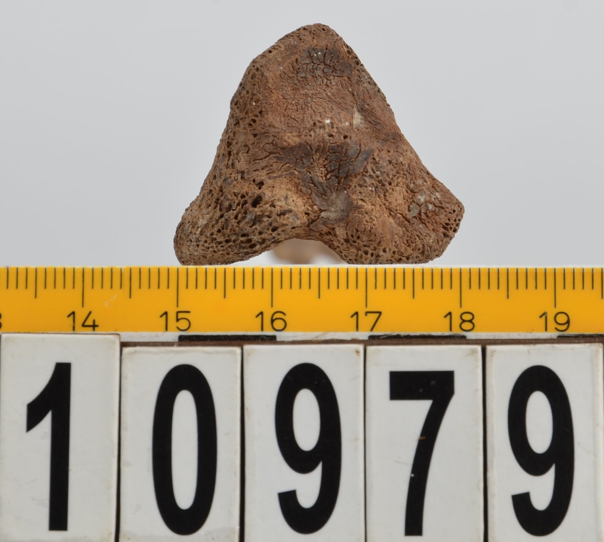 Ben från får/get (Ovis aries/Capra hircus).
1 st. fragment av skulderblad (scapula).
1 st. överarm (humerus).
1 st. strålben (radius).
1 st armbågsben (ulna).
1 st. lårben (femur).
1 st. skenben (tibia).
1 st. del av bäckenben ( del av pelvis).