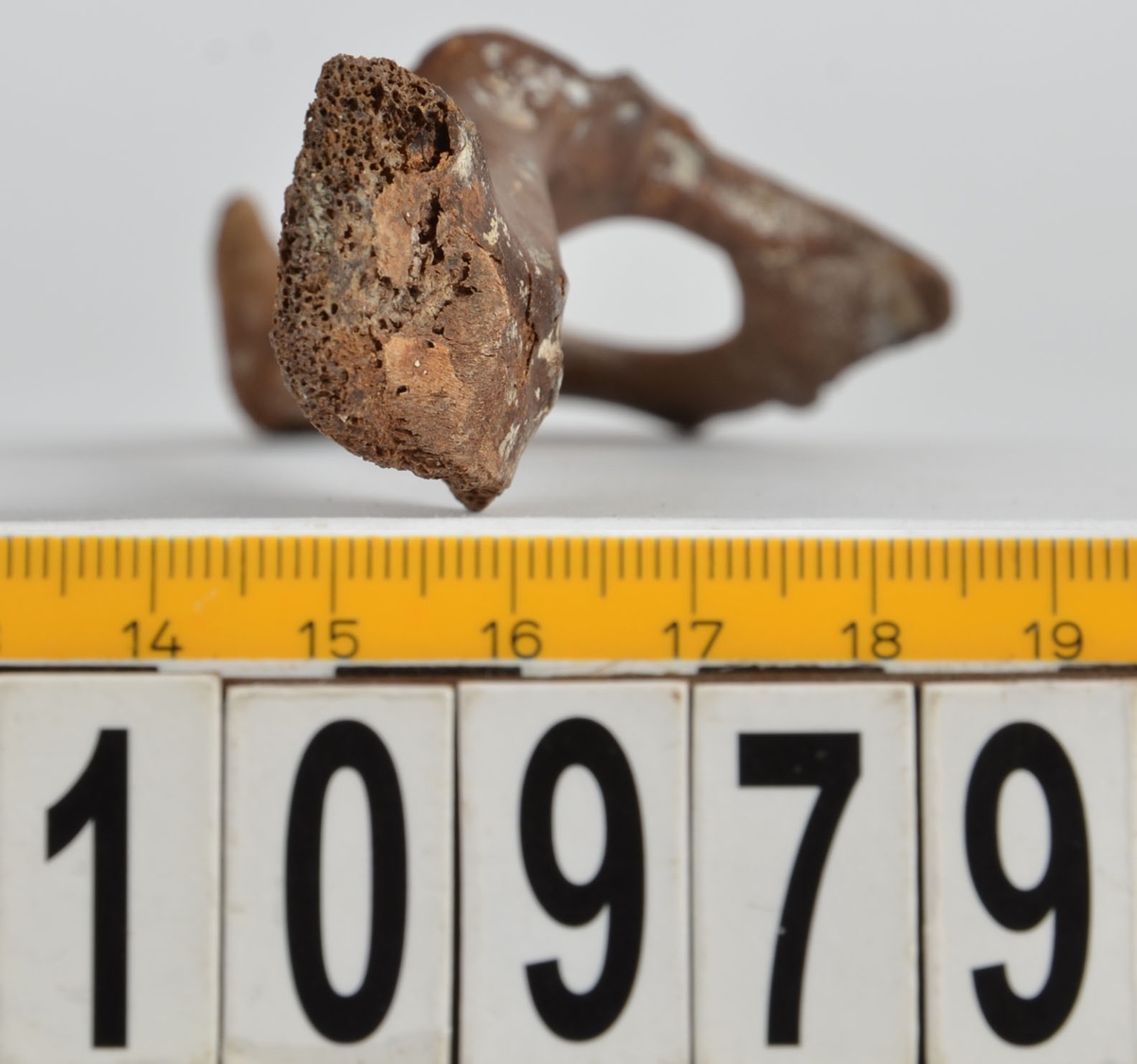 Ben från får/get (Ovis aries/Capra hircus).
1 st. fragment av skulderblad (scapula).
1 st. överarm (humerus).
1 st. strålben (radius).
1 st armbågsben (ulna).
1 st. lårben (femur).
1 st. skenben (tibia).
1 st. del av bäckenben ( del av pelvis).