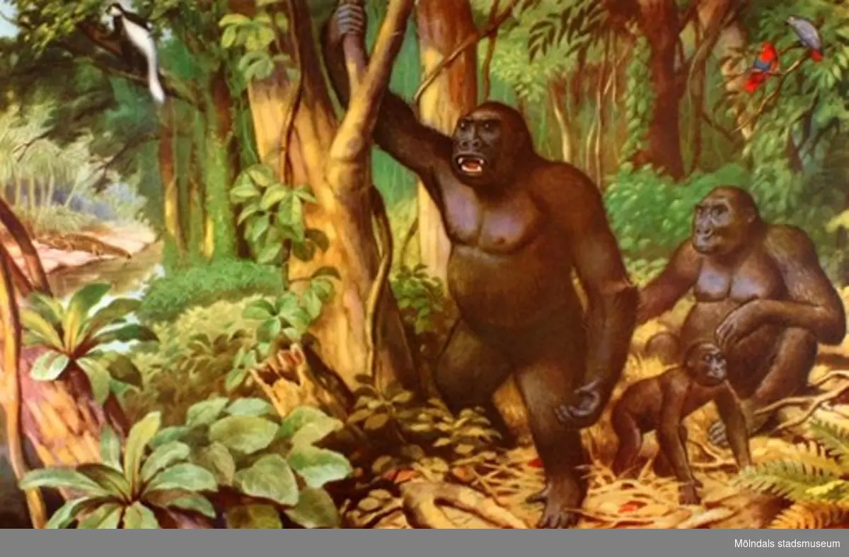 22920:1 - Lejon (savann).
22920:2 - Gorilla (urskog).
22920:3 - Elefant (Centralafrika).
22920:4 - Tiger (indisk jungel).
22920:5 - Isbjörn (polarlandskap).
22920:6 - Känguru (Australien).
22920:7 - Dromedarer (oas).
22920:8 - Struts (savann).
22920:9 - Haj (ostindiskt korallrev).
22920:10 - Flodhäst.
22920:11 - Blåval (Södra ishavet).
22920:12 - Lama (Anderna).
22920:13 - Noshörning (savann).

13 st skolplanscher som användes vid Zoologiundervisning på Gamla Liveredsskolan i Kållered.