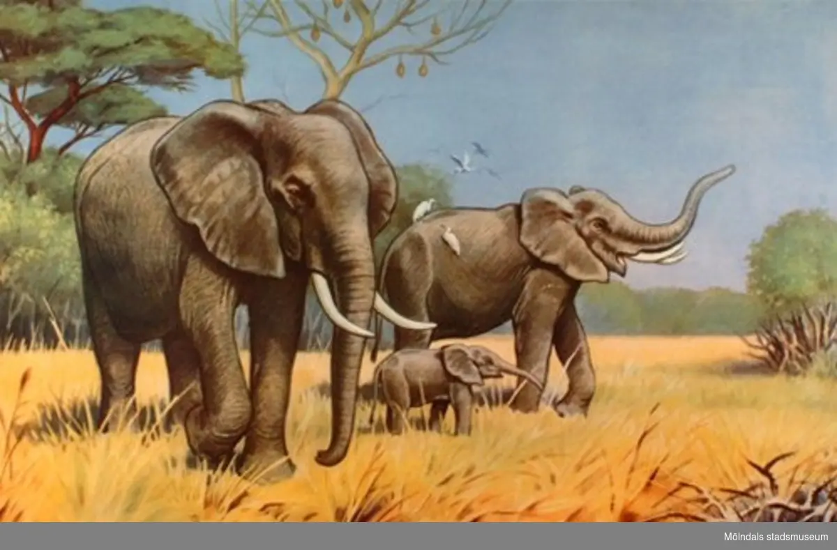 22920:1 - Lejon (savann).
22920:2 - Gorilla (urskog).
22920:3 - Elefant (Centralafrika).
22920:4 - Tiger (indisk jungel).
22920:5 - Isbjörn (polarlandskap).
22920:6 - Känguru (Australien).
22920:7 - Dromedarer (oas).
22920:8 - Struts (savann).
22920:9 - Haj (ostindiskt korallrev).
22920:10 - Flodhäst.
22920:11 - Blåval (Södra ishavet).
22920:12 - Lama (Anderna).
22920:13 - Noshörning (savann).

13 st skolplanscher som användes vid Zoologiundervisning på Gamla Liveredsskolan i Kållered.