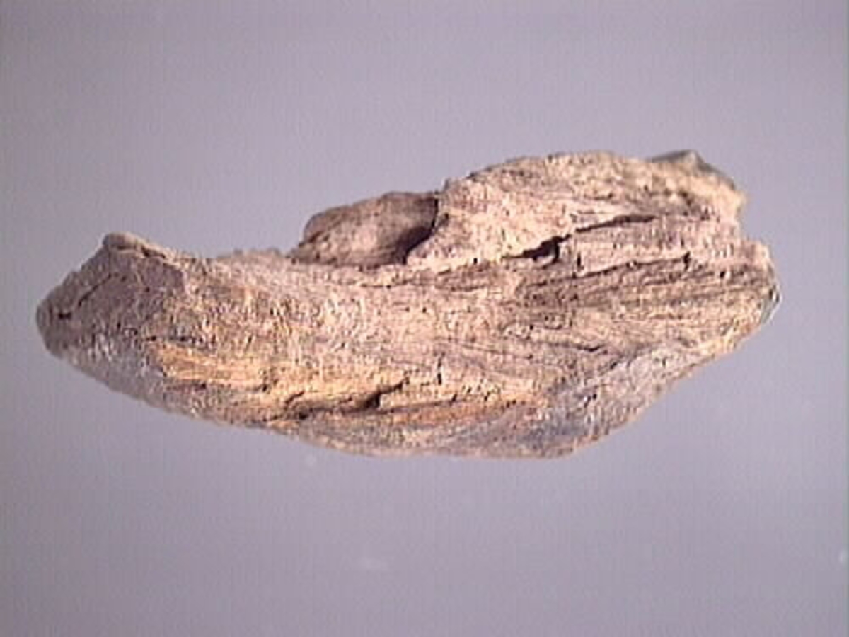 Skulpturfragment av en lejonsfigur. Baksidan är bruten och har sprickor. Är ej konserverad.

Text in English: A part of a sculpted lion figure. The fragment has not been conserved. The back is smooth and has cracks.