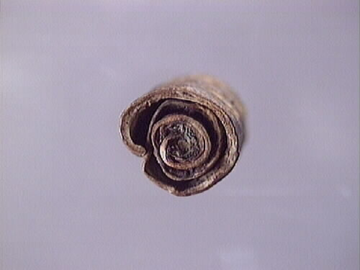 Ett flöte av näver.
Flötet består av en bit näver som har formen av en rulle. Flötet är välbevarat.