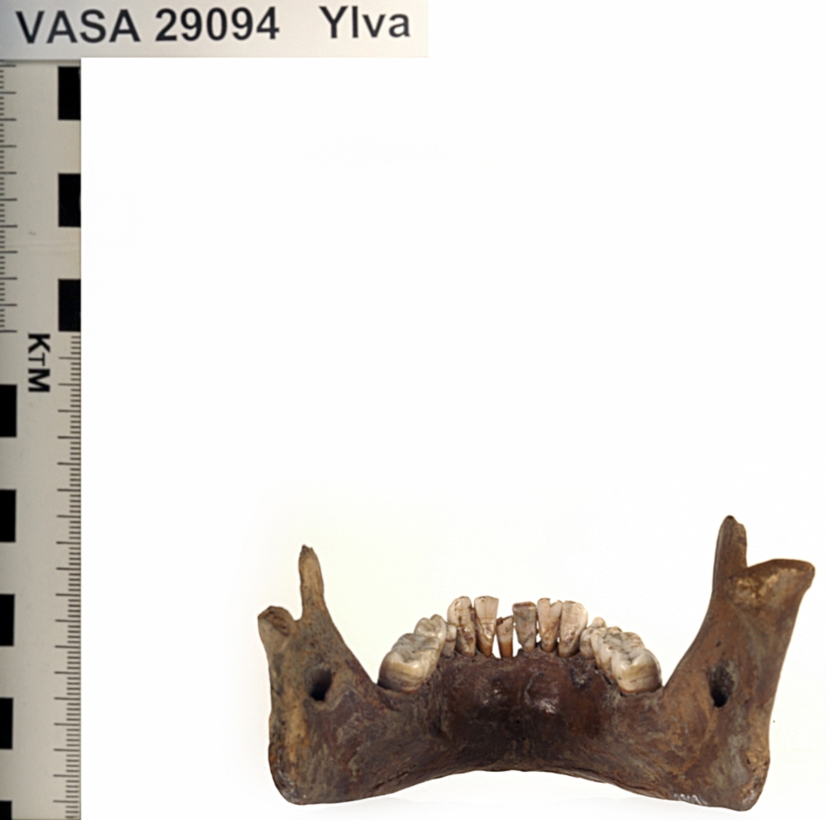 Underkäke med 14 tänder. I gott skick.
Mandibula.