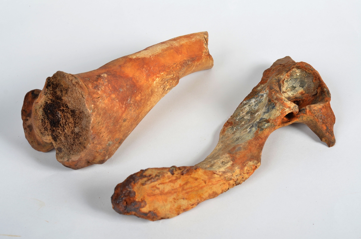 Nötben.
1 st. del av bäckenben (pelvis).
1 st. skenben (tibia).