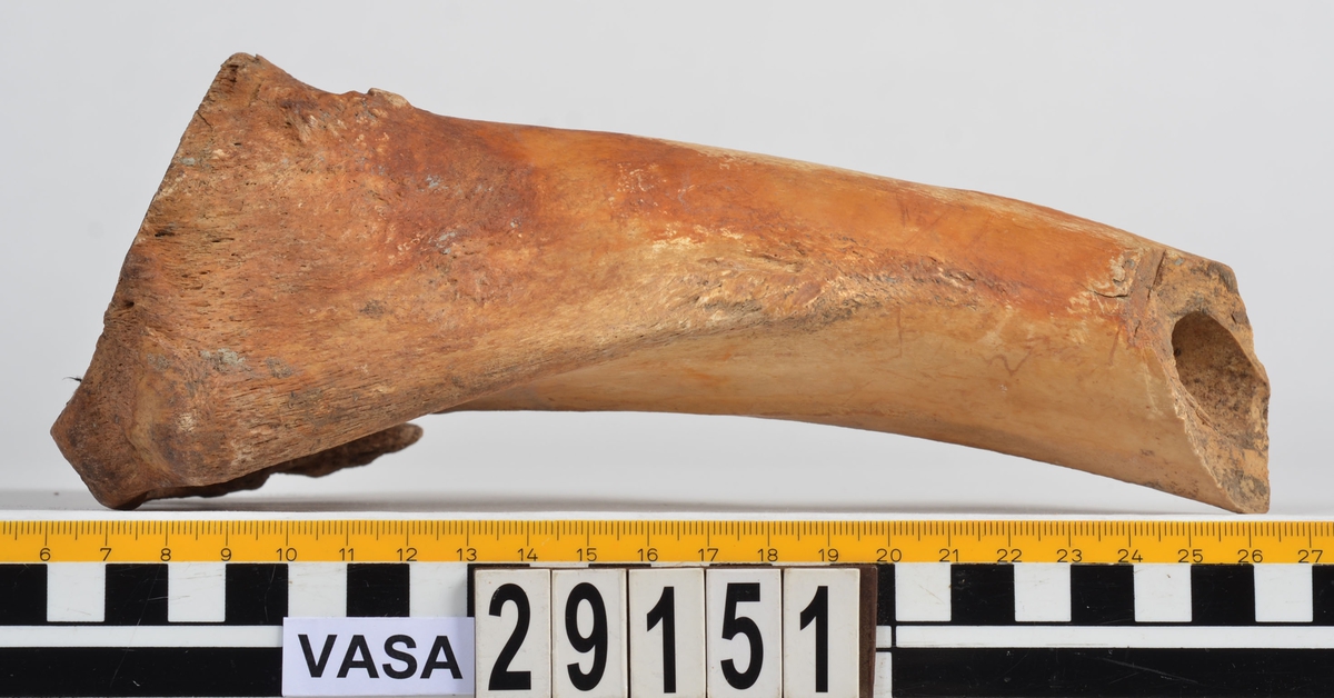 Nötben.
1 st. del av bäckenben (pelvis).
1 st. skenben (tibia).