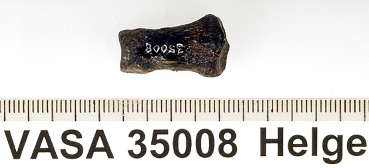 Fingerben, andra falangen, (stråle II-V). I relativt gott skick.
Manus, Phalanx 2 (digiti II-V).