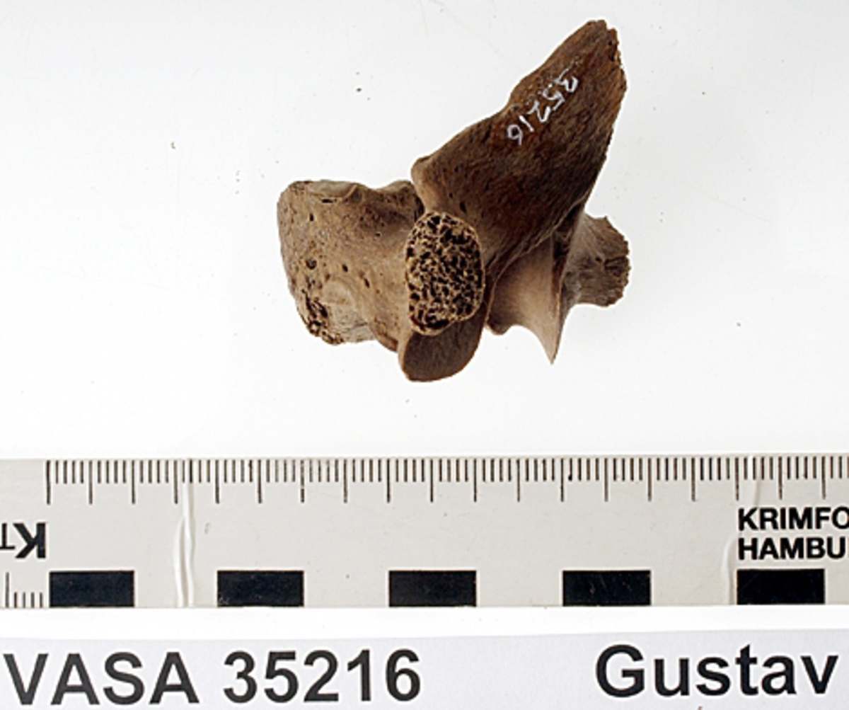 Bröstkota nr 2. I gott skick.
Vertebra Thoracicae no 2.