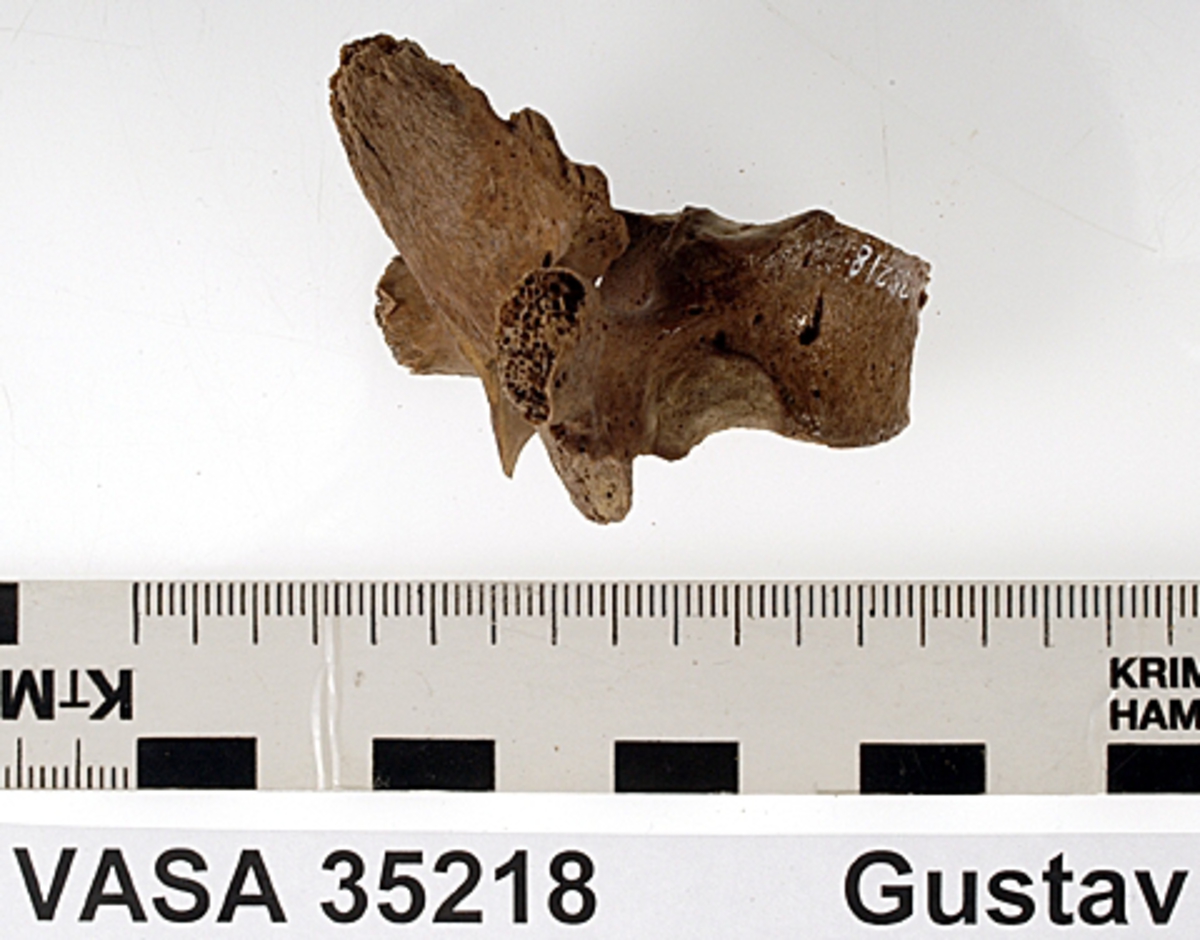 Bröstkota nr 4. I gott skick.
Vertebra Thoracicae no 4.
