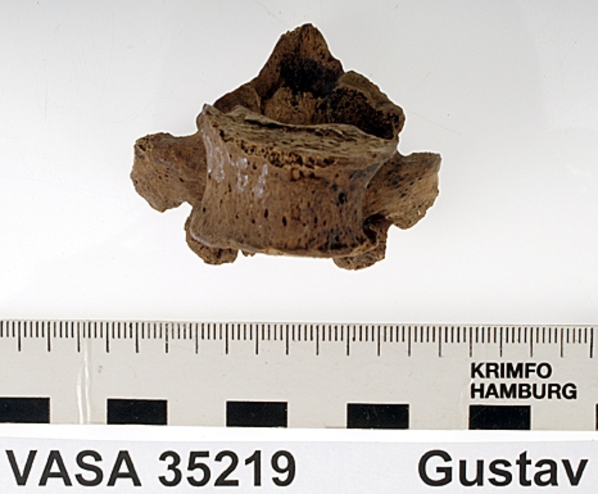 Bröstkota nr 5. I gott skick.
Vertebra Thoracicae no 5.